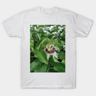 passion fruit flower, green leaves, plant photograph T-Shirt